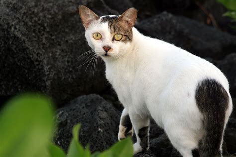 Feral Cat Wikipedia