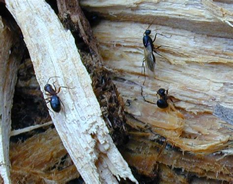 Rossameisen oder holzameisen sind eine gattung der ameisen aus der unterfamilie der schuppenameisen. Schwarze Rossameise