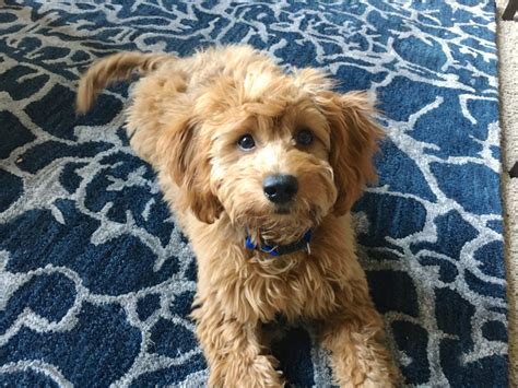 Standard and mini goldendoodle puppies for sale these pictures of this page are about:mini goldendoodle colors. Training a Cute Goldendoodle Puppy to Drop Things on ...