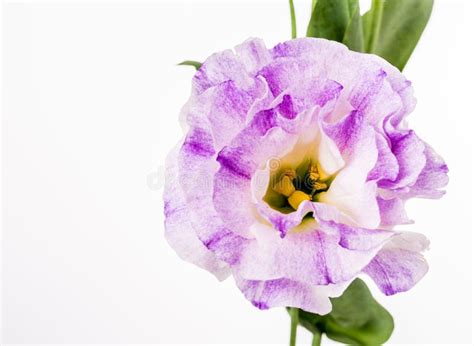 Purple Flower White Background Stock Photos Download 290896 Royalty
