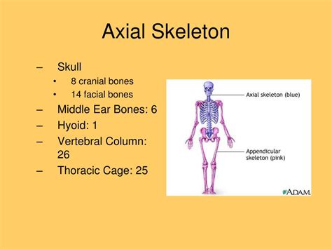 Ppt Axial Skeleton Powerpoint Presentation Free Download Id7089072