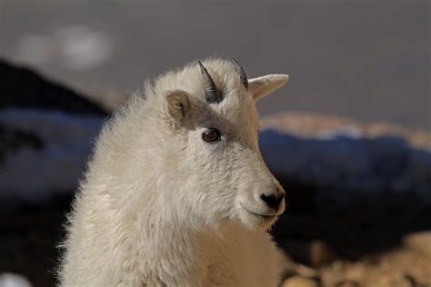 Mountain Goat Yearling Mount Evans Colorado Flickr