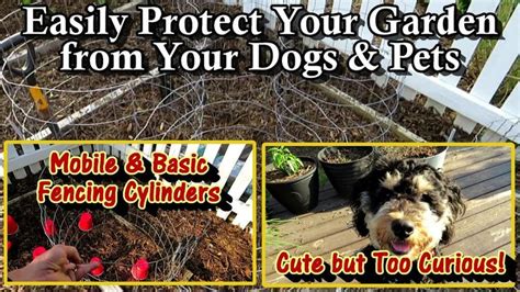 How To Protect Your Garden From Dogs And Other Animals Manage Down