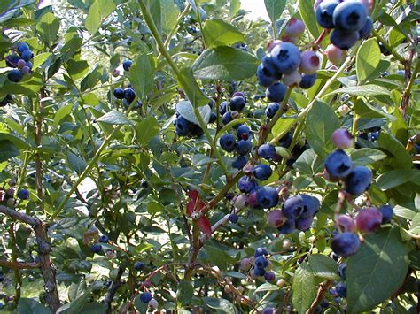 Blueberries Plant Care Guide ~ Blueberries In Containers