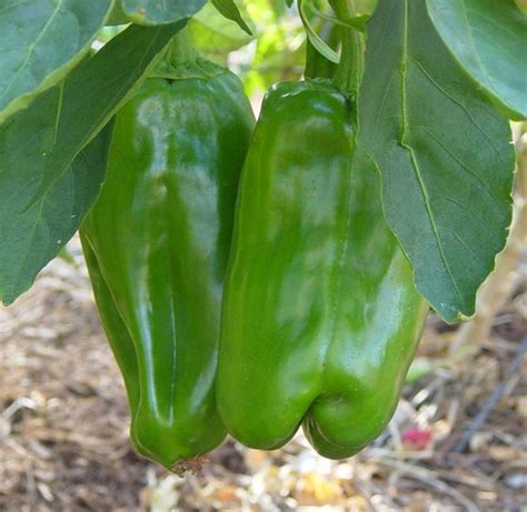 Sweet Pepper Bell Pepper Our Plants Kaw Valley Greenhouses