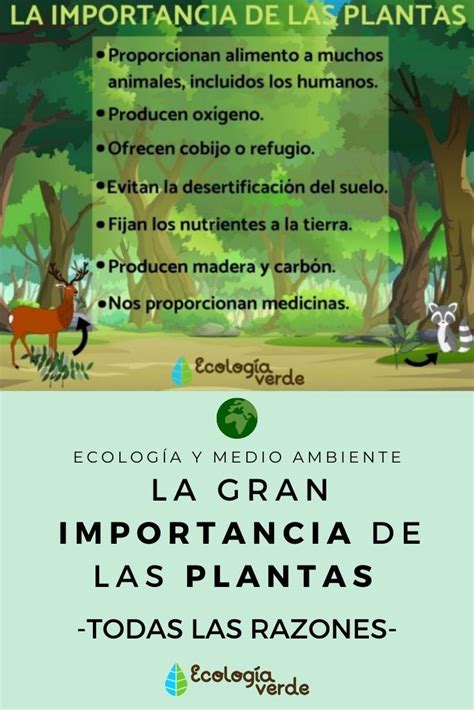 La Gran Importancia De Las Plantas Todas Las Razones Plantas