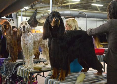 17 Best Images About Westminster Kennel Club Dog Show On Pinterest