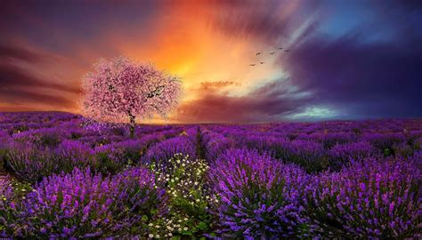Lavender Field Sunset Hd Wallpaper Background Image 2048x1170 Id