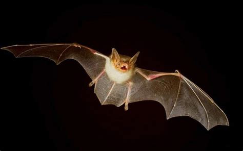 Morcego Capa Preta Giovana Bastos Medium
