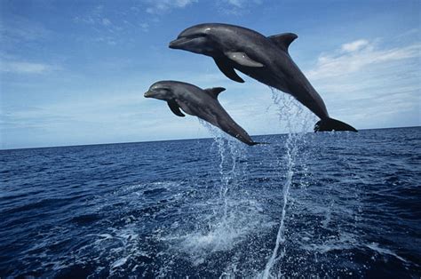 Black Sea Dolphins Black Dolphins Sea Animals Hd Wallpaper Peakpx