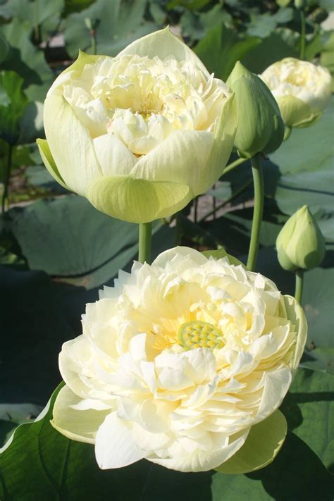 Two Large White Flowers With Green Leaves In The Foreground And On The
