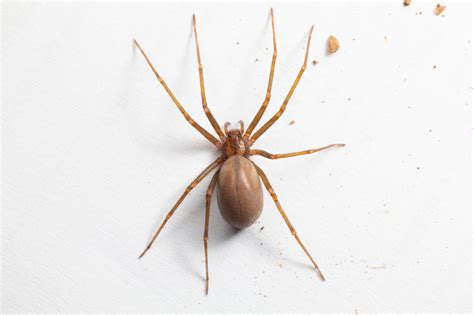 Brown Recluse Spider Look Alike