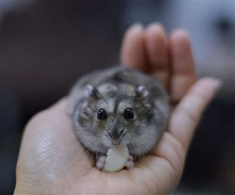 Campbells Russian Dwarf Hamster Info Pictures Traits Facts