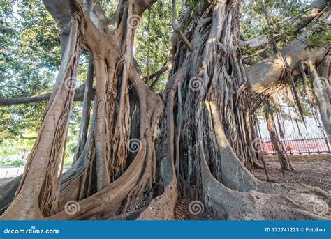 Ficus Macrophylla In Palermo Stock Image Image Of Republic Island