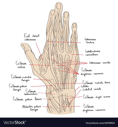 Hand Anatomy Dorsal