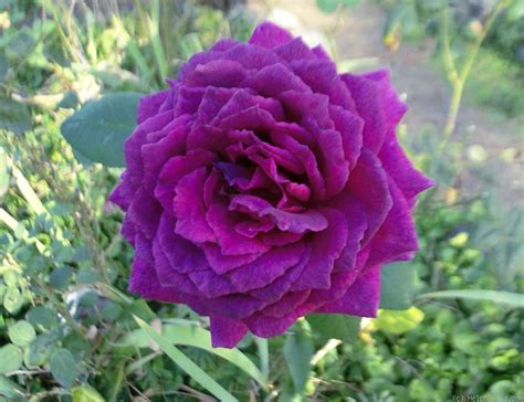 Big Purple Rose