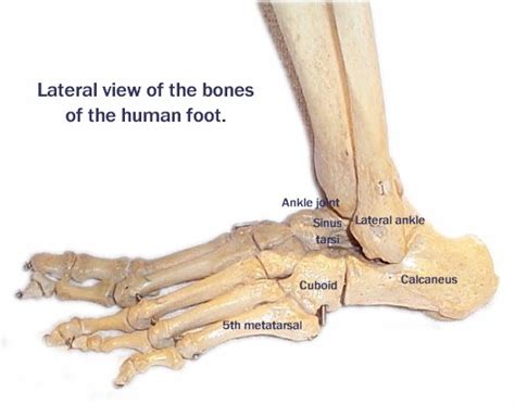 Medical Pictures Info Cuboid Bone