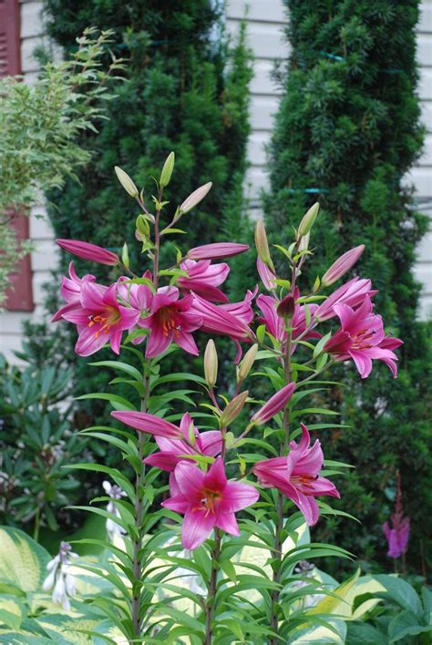 Photo Of The Entire Plant Of Lily Lilium Purple Prince Posted By
