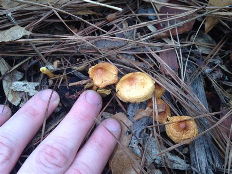 Georgia Mushroom Id Help Mushroom Hunting And Identification