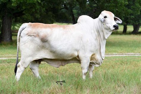 American Brahman Cattle Archives Moreno Ranches