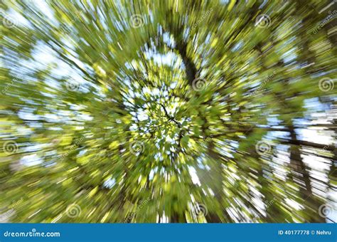 Zoom Background Trees