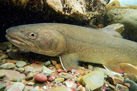 Learning How To Restore Bull Trout Populations North Fork