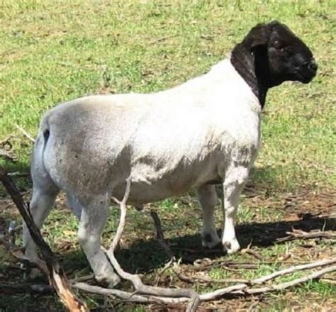Pb Agro Farmimporters Meat Producers Boer Goat Breeder And Resources