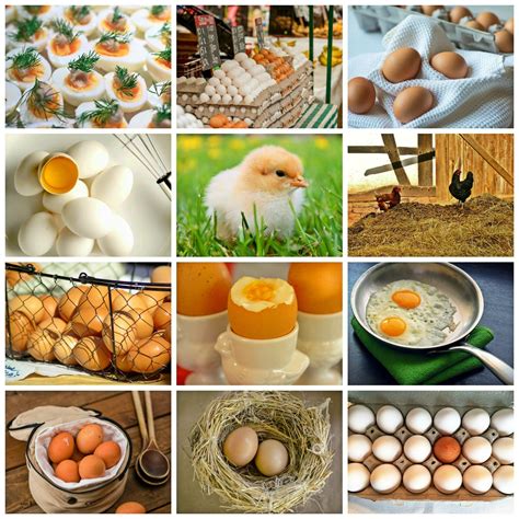 Global Egg And Egg Products Market 2019 2025 Diy Easy Recipes Diy
