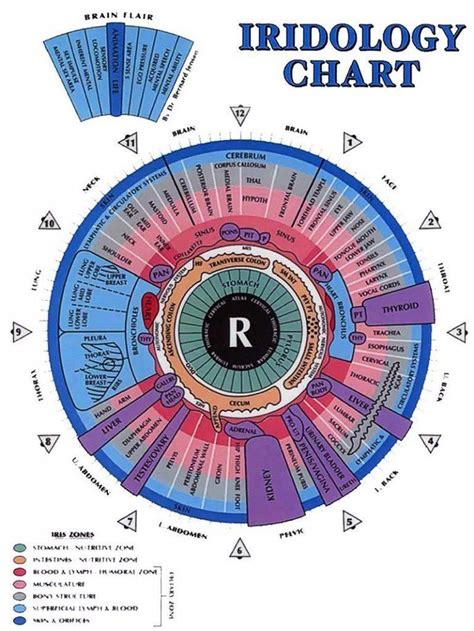 Metaphysical Diagrams Iridology Chart Health Chart Naturopathy My Xxx