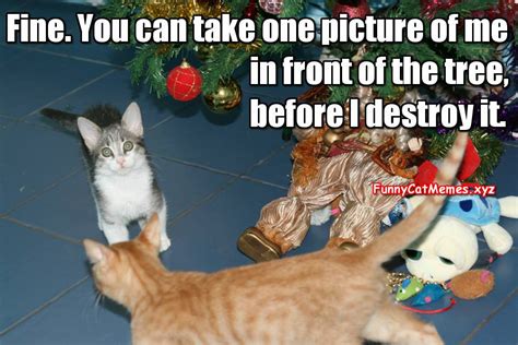 cat   christmas tree funny kitten meme