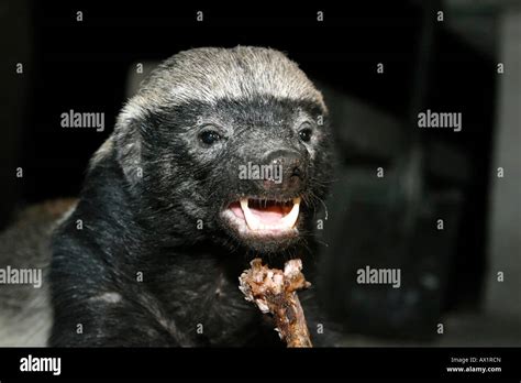 Honey Badger Or Ratel Mellivora Capensis Is Eating The Rest Of A