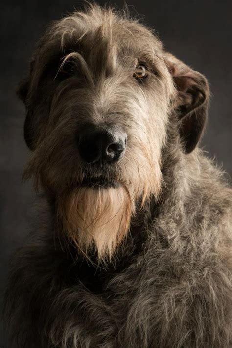 25 Bästa Irish Wolfhound Puppies Idéerna På Pinterest