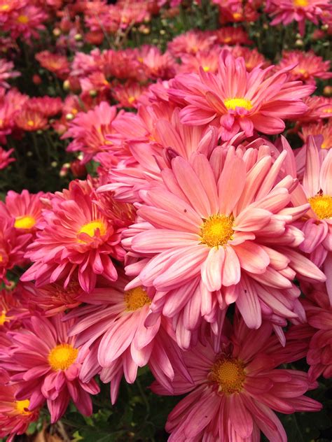 Lovely Pink Daisies Pink Daisy Daisy Flowers