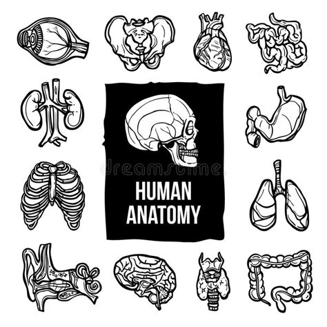 Diagrama De Flujo De La Anatomía Humana Ilustración Del Vector