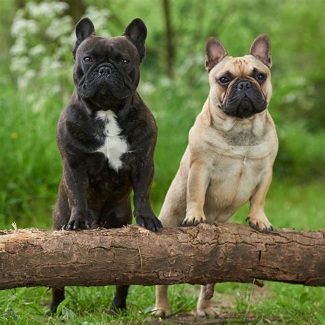 What Are A French Bulldogs Most Common Health Issues For Years Now