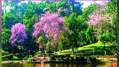 Visit Cherry Blossom Festival In Shillong And Experience Living And