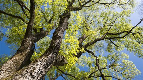 How High Can A Tree Grow Britannica