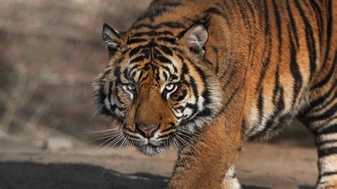 Tiger San Diego Zoo Animals And Plants