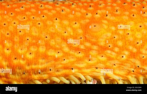 Skin Detail Of A Warty Sea Cucumber Apostichopus Parvimensis Point