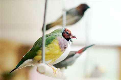 Top 5 Bird Species For Busy Or Working Owners