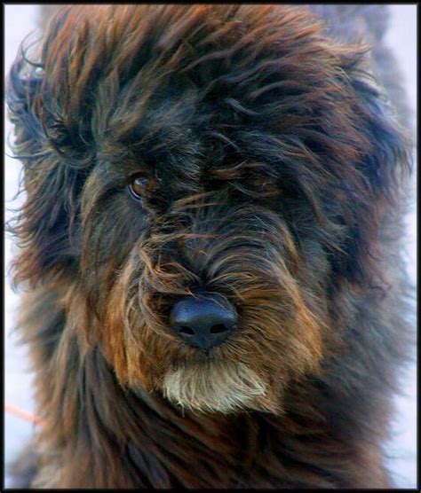 Socialization is very important to prevent aggression. My Love... bouvier des flandres... puppy dogs | Bouviers ...