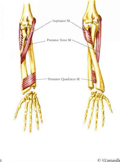 Supinator The Supinator Muscle Nasm Pinterest Muscle And The Ojays