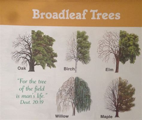 Broadleaf Trees Tree Science Life