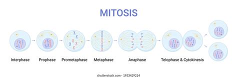 Vector Illustration Mitosis Phases Cell Division Stock Vector Royalty