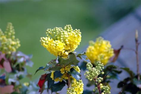 Maybe you would like to learn more about one of these? Mahonia Shrubs Gathered By 19th Century Explorers | Focus ...