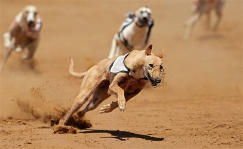 23 Of The Best Dog Breeds For Running Which One Is Right For You K9 Web