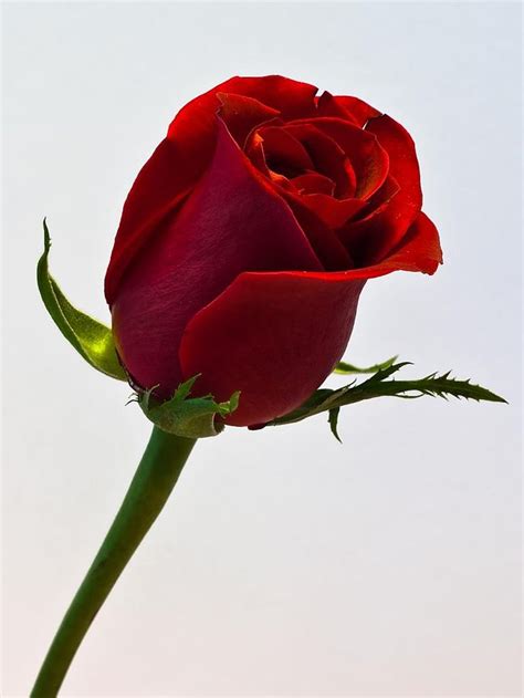 Romantic Red Rose Single Hd Images Joicefglopes