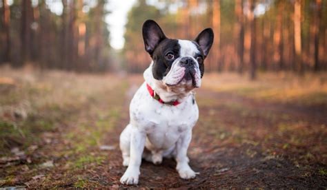 12 Different Types Of French Bulldogs 2023 With Pictures