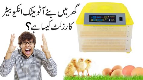 Homemade Automatic Incubator And Its Hatching Result Al Ameer Poultry Youtube