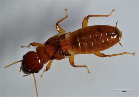 Pacific Dampwood Termite Zootermopsis Angusticollis Flickr